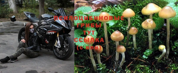 PSILOCYBIN Белокуриха